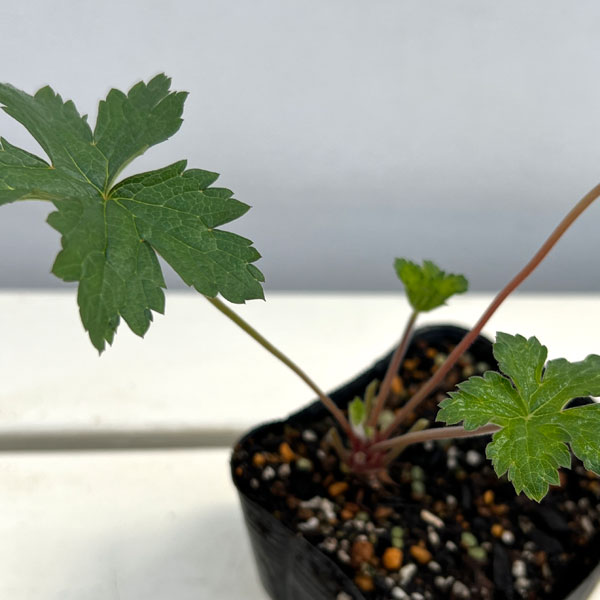 ゲラニウム:ワーグレイブピンク3.5号ポット