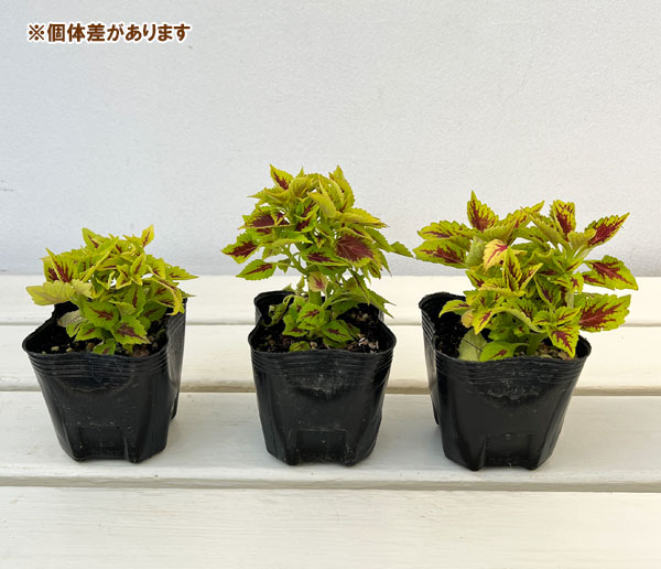 コリウス:口笛ピッピ3号ポット