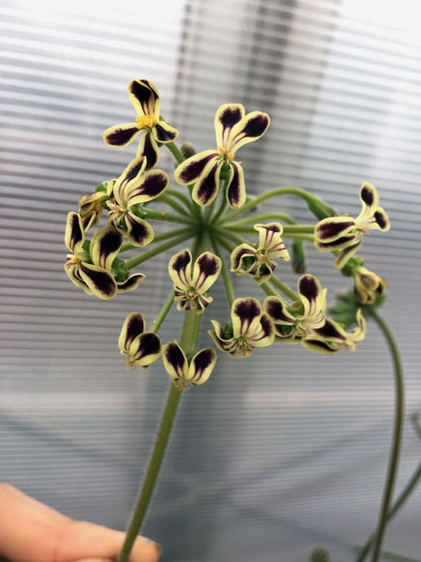 ペラルゴニウム：ロバツム　4号鉢植え