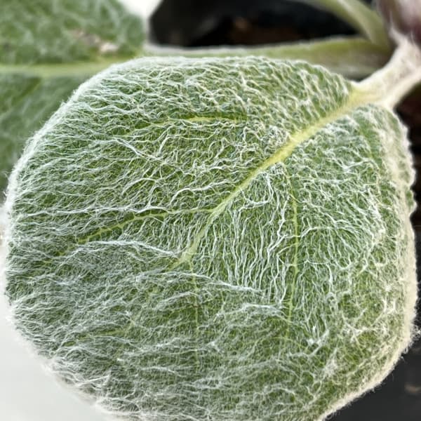 サルビア：アルゲンティア（しろくまくん）3.5号ポット