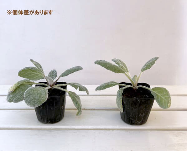 サルビア：アルゲンティア（しろくまくん）3.5号ポット