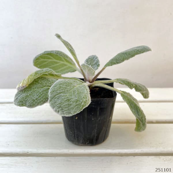 サルビア：アルゲンティア（しろくまくん）3.5号ポット