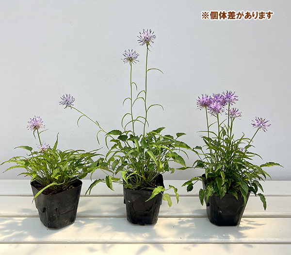 ファティウマ ショイヒツェリ(タマシャジン)3.5号ポット 2株セット