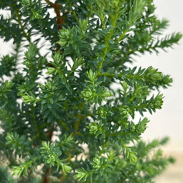 コニファー(立ち性):レッドスター4号ポット