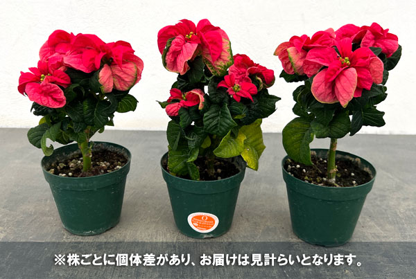 ポインセチア：ウィンターローズ ピンク3号ポット