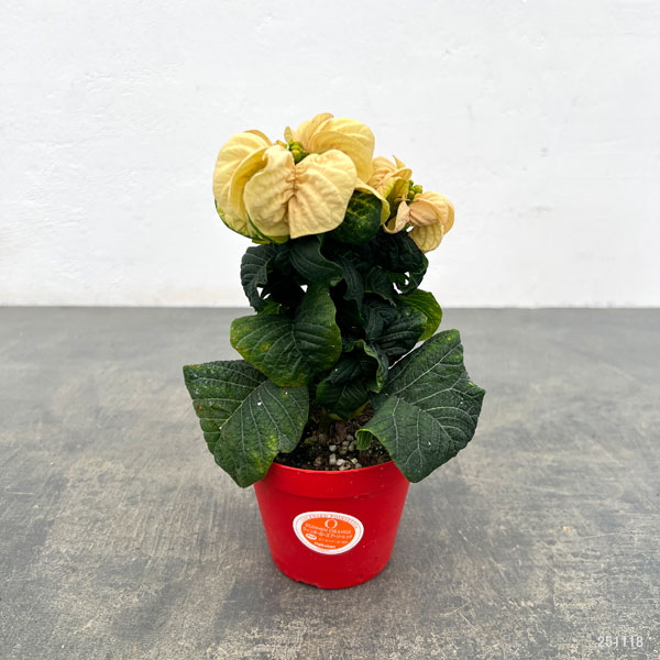 ポインセチア：ウィンターローズ ホワイト3号ポット