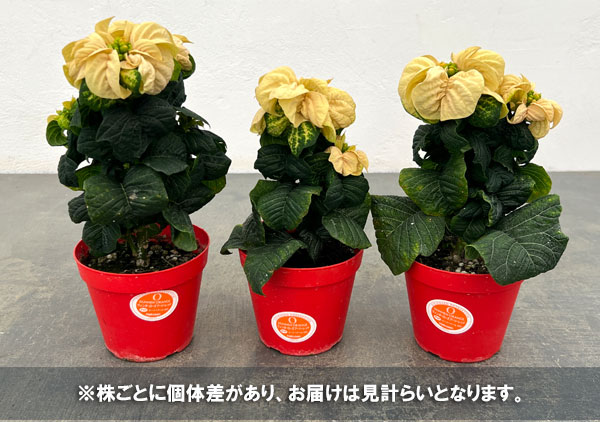 ポインセチア：ウィンターローズ ホワイト3号ポット