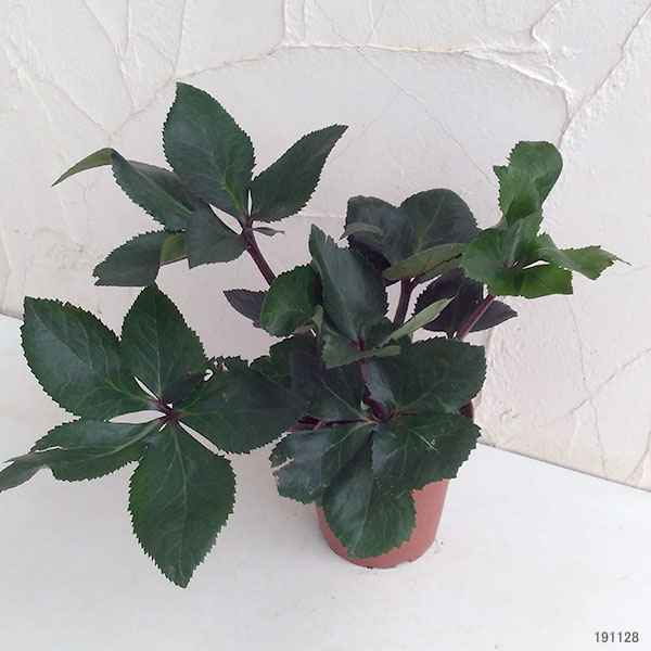 クリスマスローズ：*HGC Ice N’roses 氷の薔薇 ローズ4.5号ポット