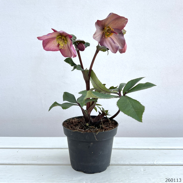 クリスマスローズ：*HGC Ice N’roses 氷の薔薇 ローズ4.5号ポット