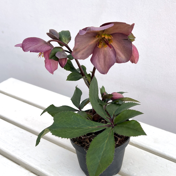 クリスマスローズ：*HGC Ice N’roses 氷の薔薇 ローズ4.5号ポット