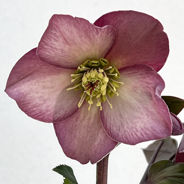 クリスマスローズ：*HGC Ice N’roses 氷の薔薇 ローズ4.5号ポット