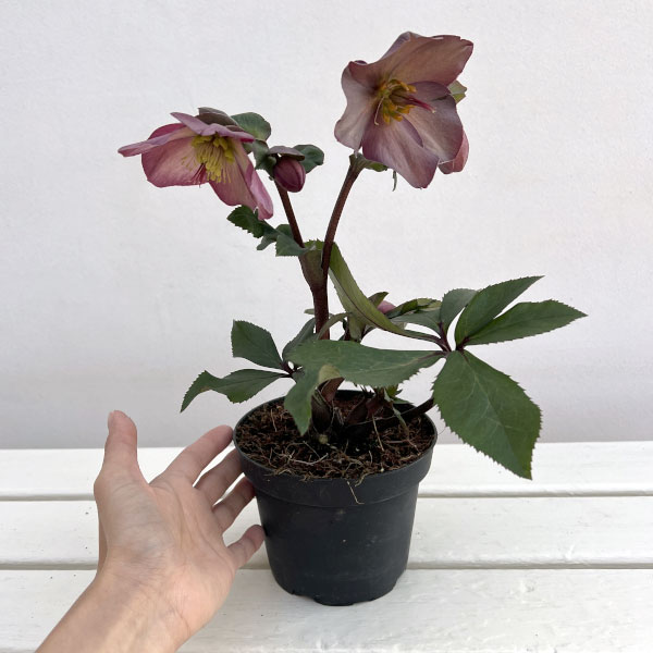 クリスマスローズ：*HGC Ice N’roses 氷の薔薇 ローズ4.5号ポット