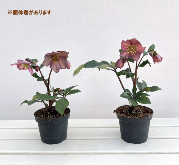 クリスマスローズ：*HGC Ice N’roses 氷の薔薇 ローズ4.5号ポット