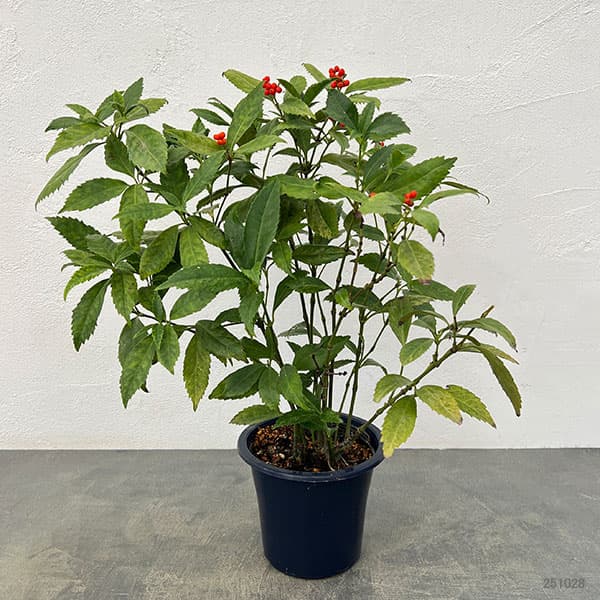 千両(センリョウ):斑入り千両・越の富輝5号鉢植え