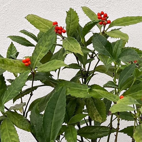 千両(センリョウ):斑入り千両・越の富輝5号鉢植え