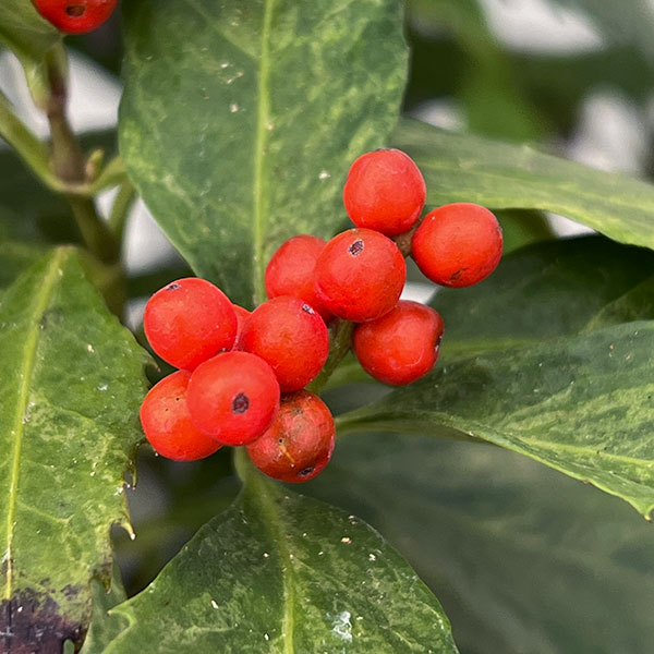 千両(センリョウ):斑入り千両・越の富輝5号鉢植え