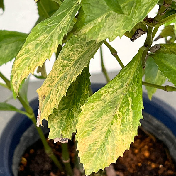 千両(センリョウ):斑入り千両・越の富輝5号鉢植え