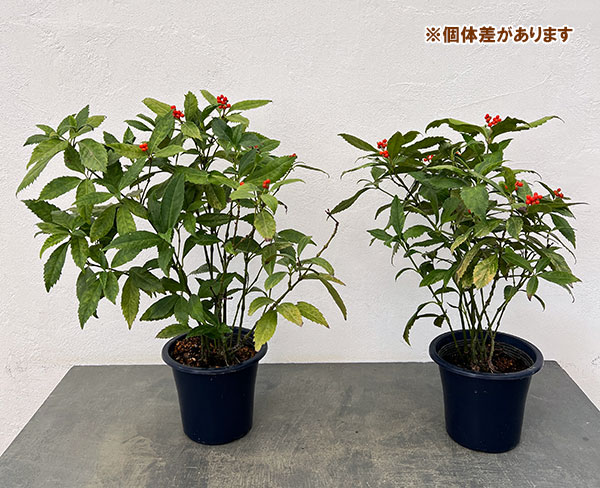 千両(センリョウ):斑入り千両・越の富輝5号鉢植え