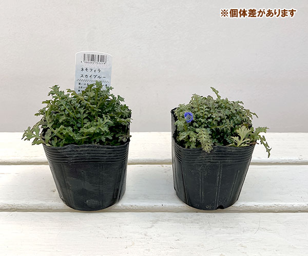 ネモフィラ：スカイブルー3.5号ポット