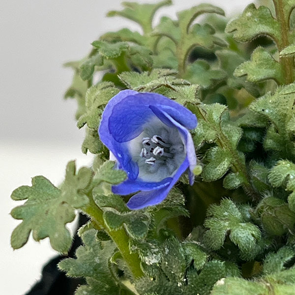 ネモフィラ：スカイブルー3.5号ポット