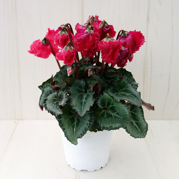 シクラメン:クロシェット(レッド系)3号ポット