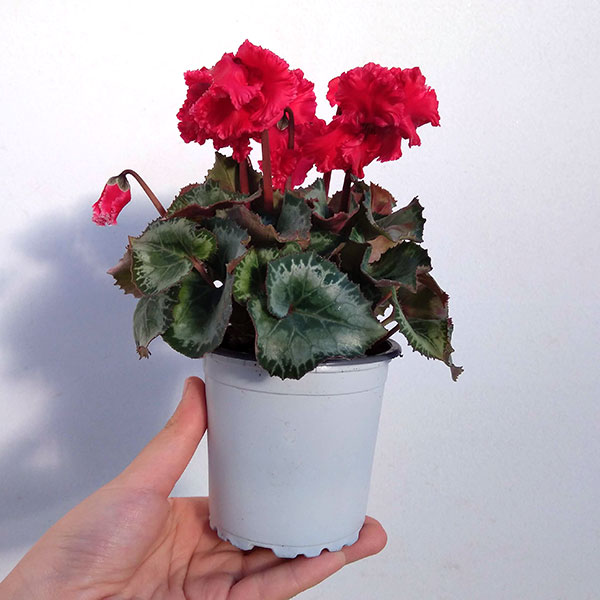 シクラメン:クロシェット(レッド系)3号ポット