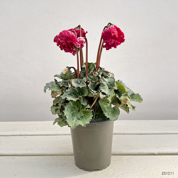 シクラメン:クロシェット(レッド系)3号ポット