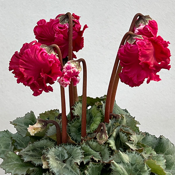 シクラメン:クロシェット(レッド系)3号ポット