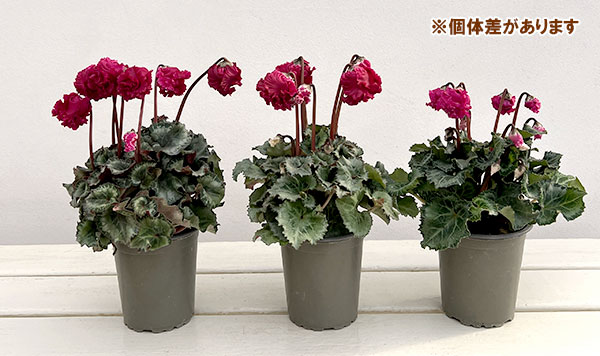 シクラメン:クロシェット(レッド系)3号ポット