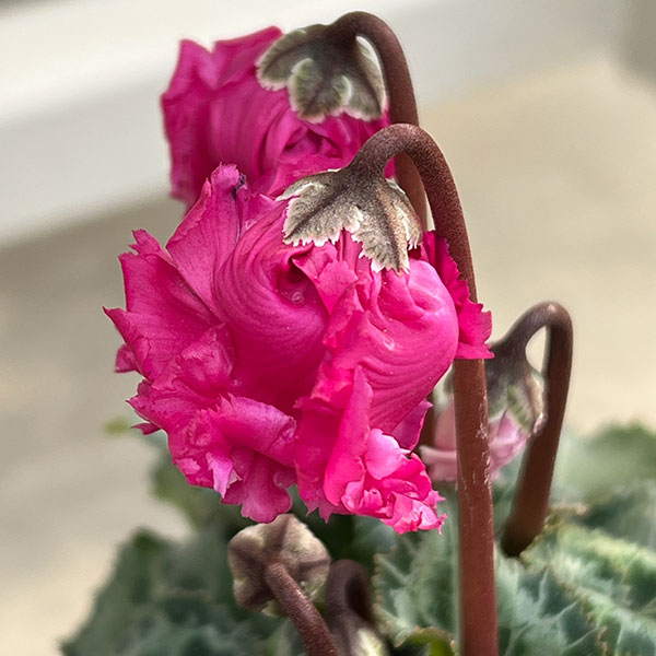 シクラメン:クロシェット(レッド系)3号ポット