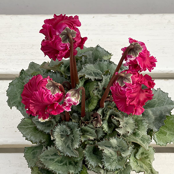 シクラメン:クロシェット(レッド系)3号ポット