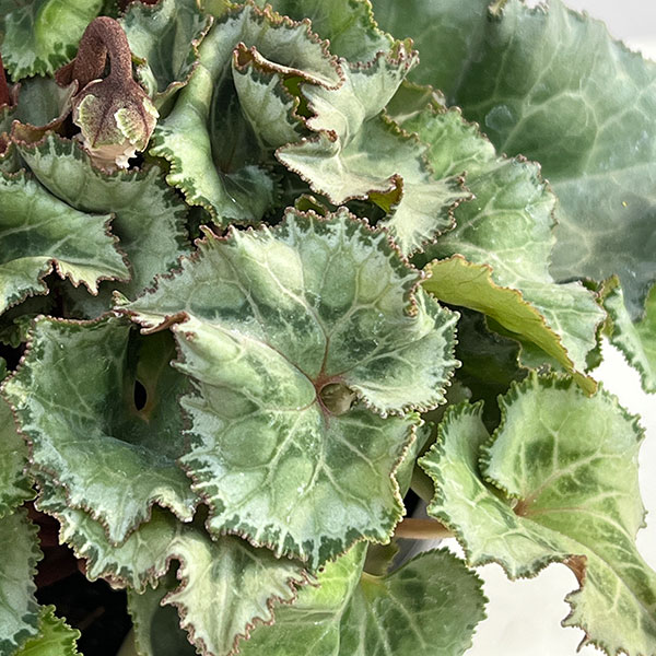 シクラメン:クロシェット(レッド系)3号ポット