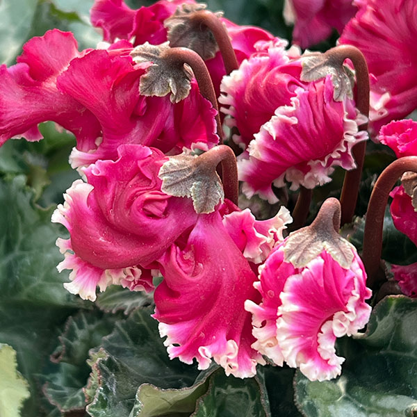 シクラメン:クロシェット(レッド系)3号ポット