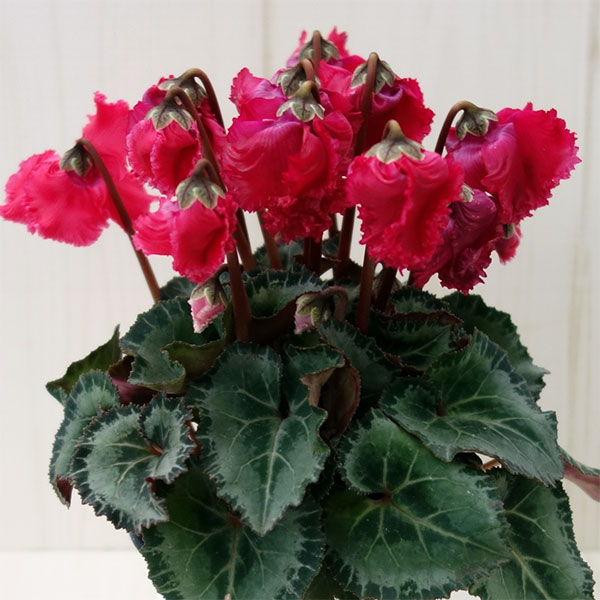 シクラメン:クロシェット(レッド系)3号ポット