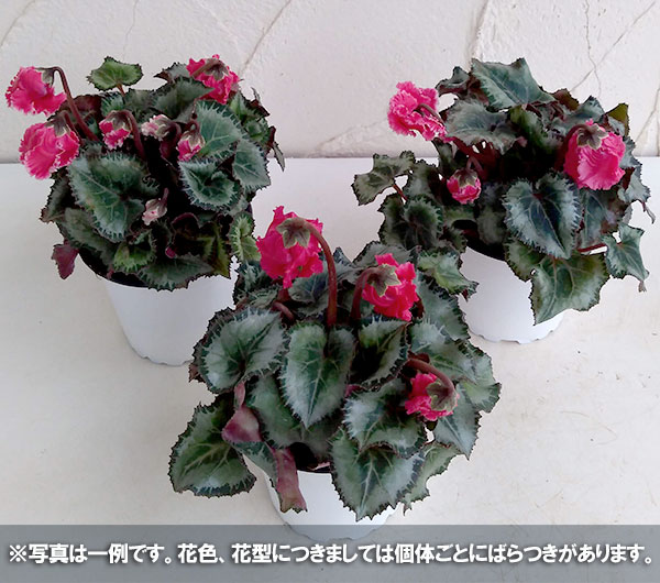 シクラメン:クロシェット(レッド系)3号ポット