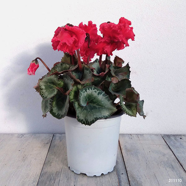 シクラメン:クロシェット(レッド系)3号ポット