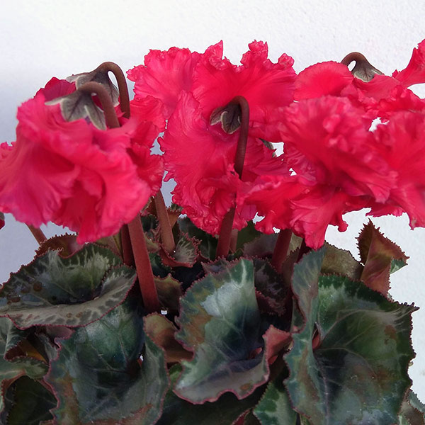 シクラメン:クロシェット(レッド系)3号ポット