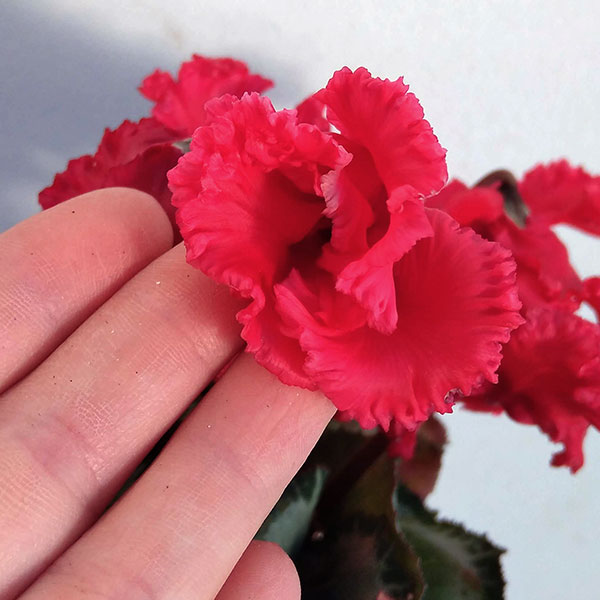 シクラメン:クロシェット(レッド系)3号ポット