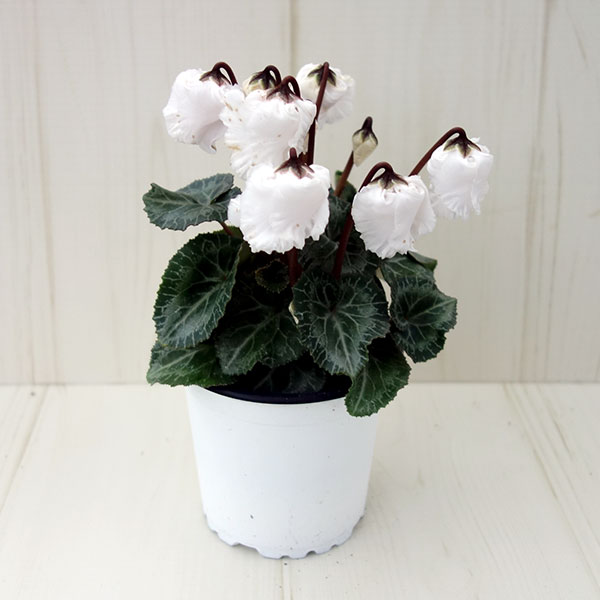 シクラメン:クロシェット(ホワイト系)3号ポット