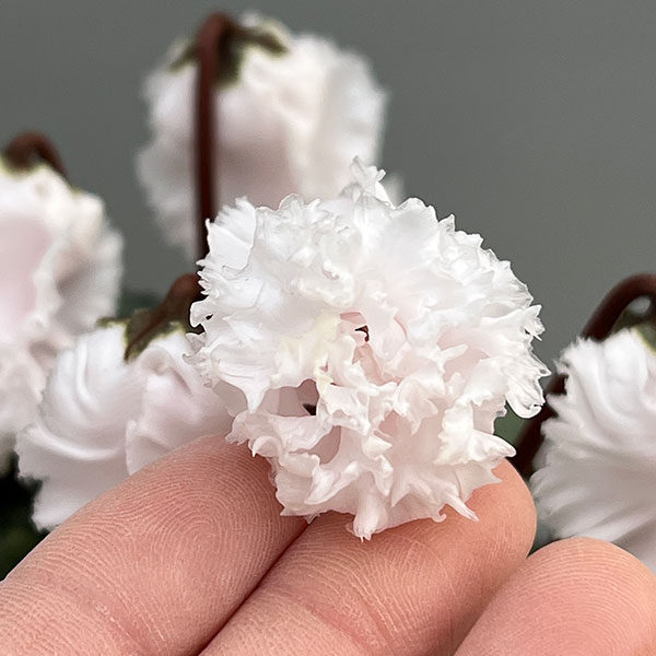 シクラメン:クロシェット(ホワイト系)3号ポット