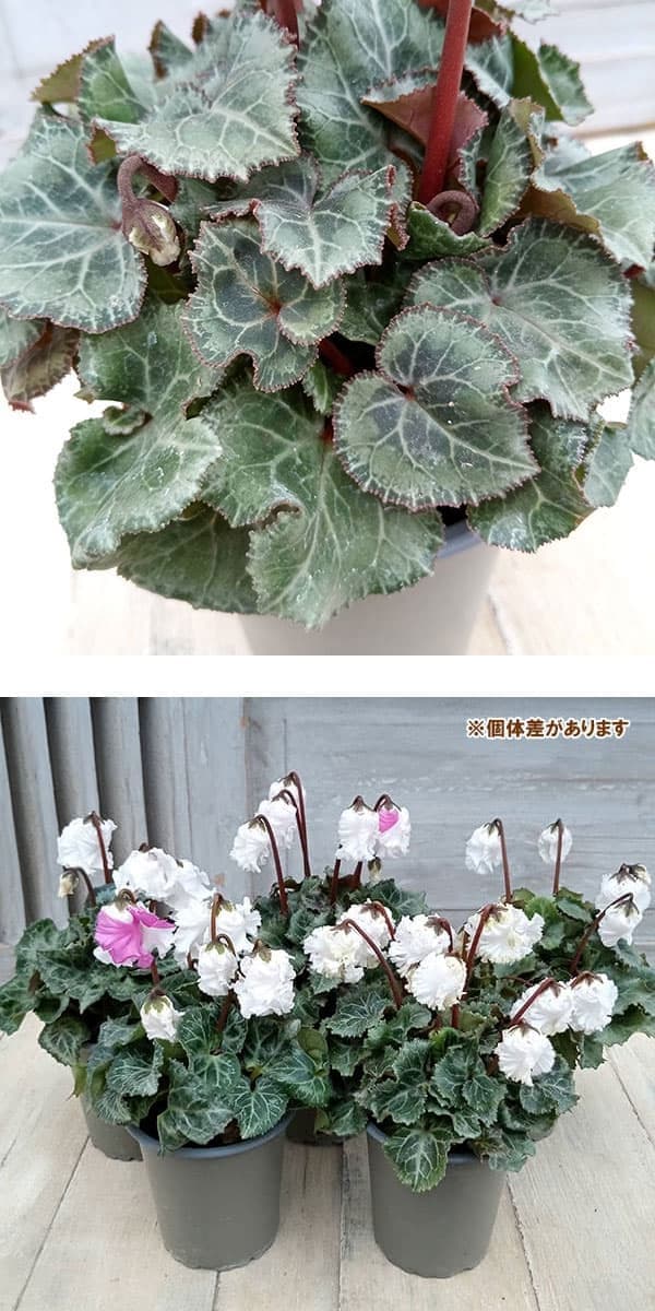 シクラメン:クロシェット(ホワイト系)3号ポット