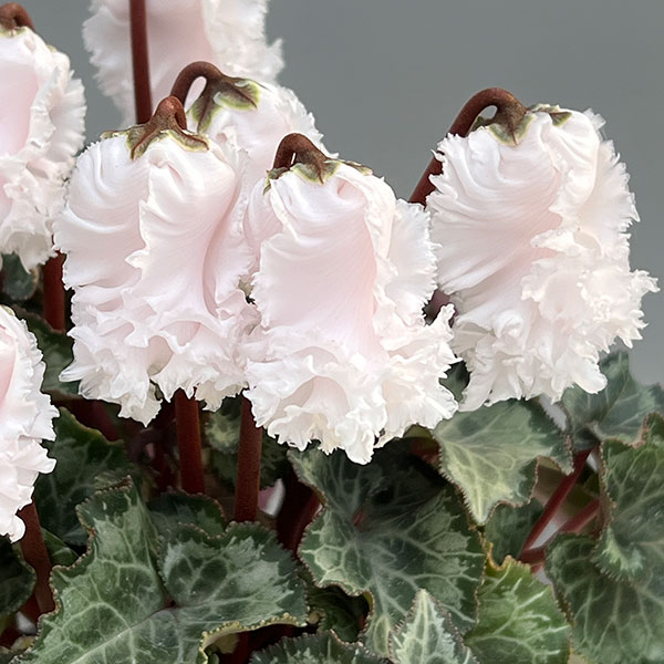 シクラメン:クロシェット(ホワイト系)3号ポット