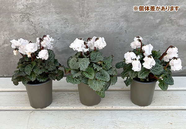 シクラメン:クロシェット(ホワイト系)3号ポット