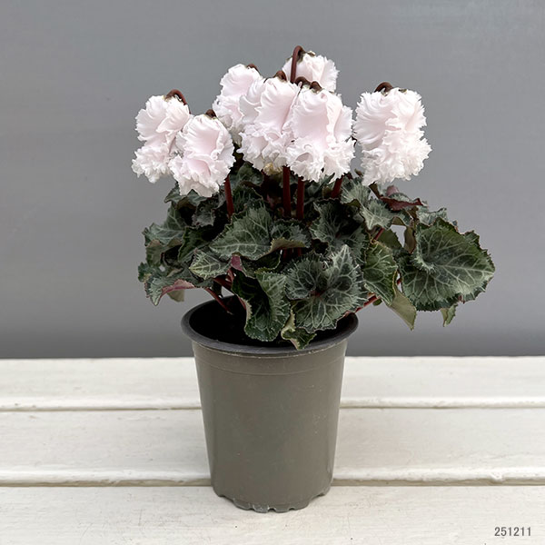 シクラメン:クロシェット(ホワイト系)3号ポット