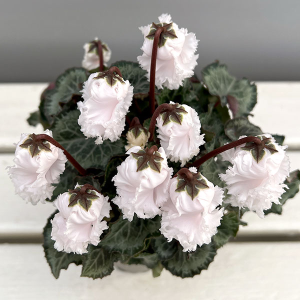 シクラメン:クロシェット(ホワイト系)3号ポット