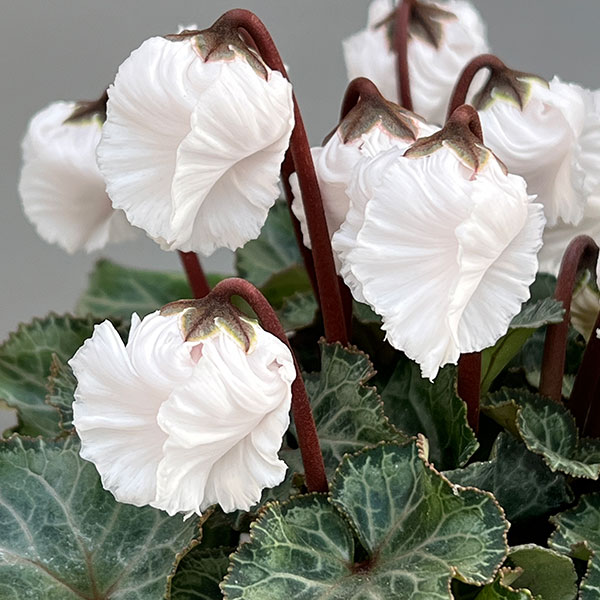 シクラメン:クロシェット(ホワイト系)3号ポット