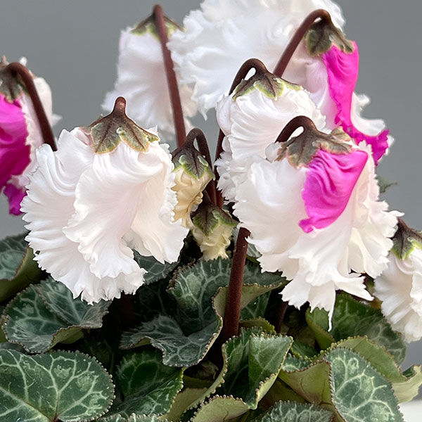 シクラメン:クロシェット(ホワイト系)3号ポット