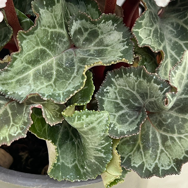 シクラメン:クロシェット(ホワイト系)3号ポット