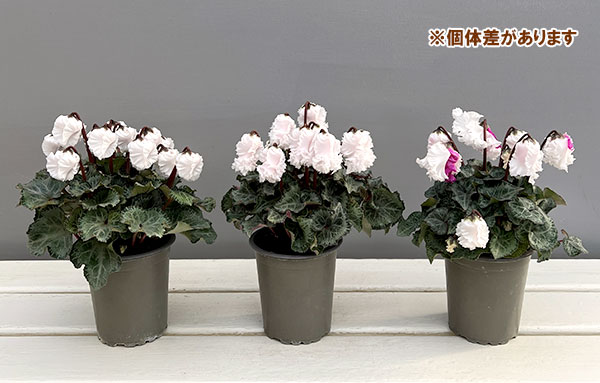 シクラメン:クロシェット(ホワイト系)3号ポット