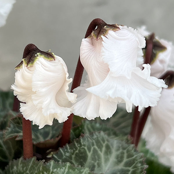 シクラメン:クロシェット(ホワイト系)3号ポット